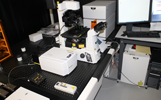 走査型共焦点レーザー顕微鏡